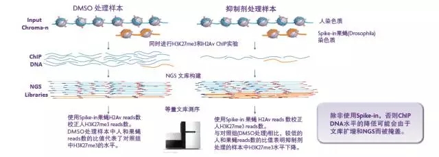 染色质免疫共沉淀-ChIP
